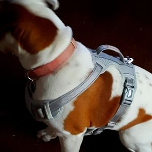 Dog Harness